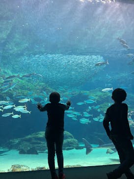 九十九島水族館海きららに投稿された画像（2025/12/17）