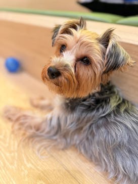 いぬカフェRio 浅草店に投稿された画像（2025/12/17）