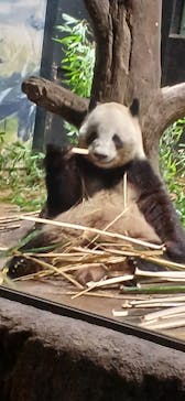 恩賜上野動物園に投稿された画像（2025/12/17）