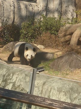 恩賜上野動物園に投稿された画像（2025/12/17）