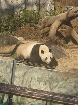 恩賜上野動物園に投稿された画像（2025/12/17）