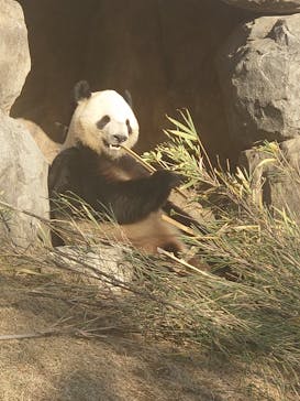 恩賜上野動物園に投稿された画像（2025/12/17）