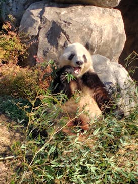 恩賜上野動物園に投稿された画像（2025/12/18）