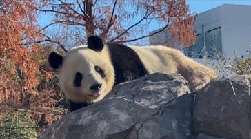 恩賜上野動物園に投稿された画像（2025/12/18）