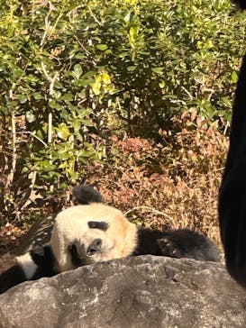 恩賜上野動物園に投稿された画像（2025/12/18）