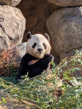 恩賜上野動物園に投稿された画像（2025/12/18）