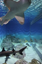 アクアワールド茨城県大洗水族館に投稿された画像（2025/12/18）