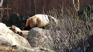 恩賜上野動物園に投稿された画像（2025/12/18）