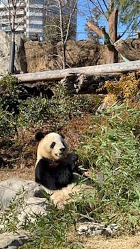 恩賜上野動物園に投稿された画像（2025/12/18）