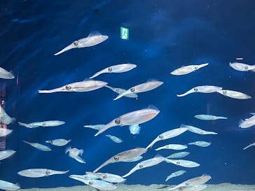 マリンワールド海の中道に投稿された画像（2025/12/18）