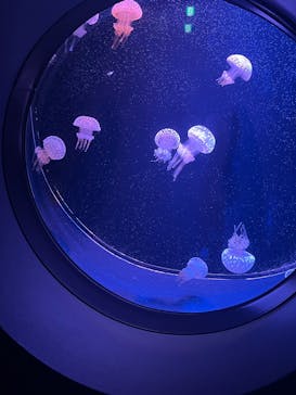 マリンワールド海の中道に投稿された画像（2025/12/18）