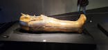 MYSTERY OF TUTANKHAMEN 体感型古代エジプト展に投稿された画像（2025/12/18）