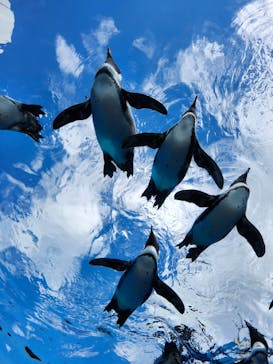 サンシャイン水族館に投稿された画像（2025/12/18）