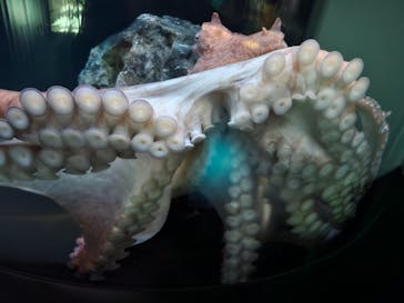 サンシャイン水族館に投稿された画像（2025/12/18）