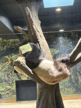 恩賜上野動物園に投稿された画像（2025/12/18）