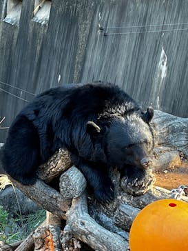 恩賜上野動物園に投稿された画像（2025/12/18）