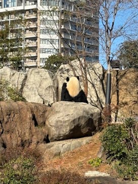 恩賜上野動物園に投稿された画像（2025/12/18）