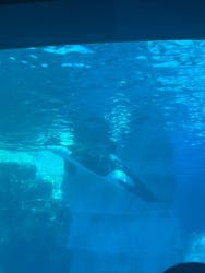 名古屋港水族館に投稿された画像（2025/12/18）