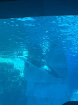 名古屋港水族館に投稿された画像（2025/12/18）