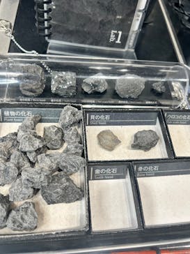 福井県立恐竜博物館に投稿された画像（2025/12/18）