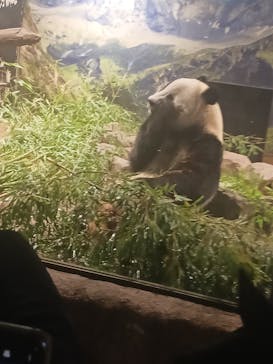 恩賜上野動物園に投稿された画像（2025/12/18）