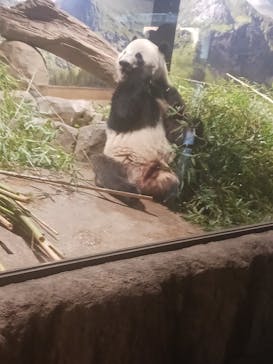 恩賜上野動物園に投稿された画像（2025/12/18）