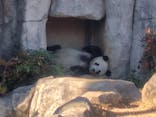 恩賜上野動物園に投稿された画像（2025/12/18）