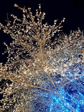 伊豆高原グランイルミに投稿された画像（2025/12/18）