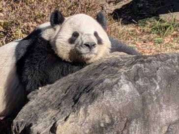 恩賜上野動物園に投稿された画像（2025/12/18）