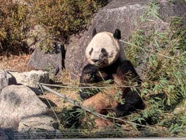 恩賜上野動物園に投稿された画像（2025/12/18）