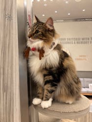 猫カフェモカ　イオンモール高崎店に投稿された画像（2025/12/18）