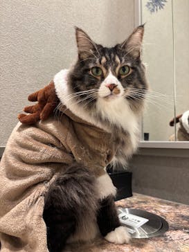 猫カフェモカ　イオンモール高崎店に投稿された画像（2025/12/18）