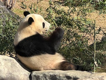 恩賜上野動物園に投稿された画像（2025/12/18）