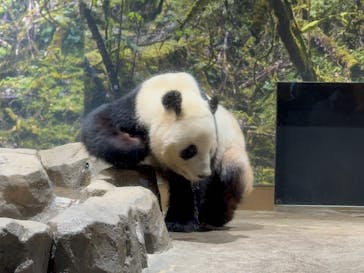 恩賜上野動物園に投稿された画像（2025/12/18）