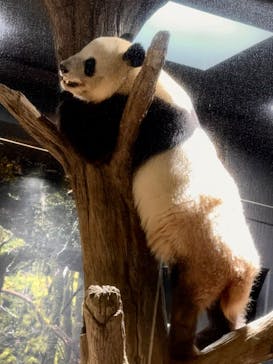 恩賜上野動物園に投稿された画像（2025/12/18）