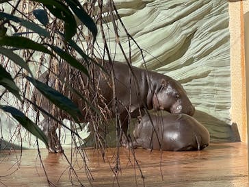 恩賜上野動物園に投稿された画像（2025/12/18）