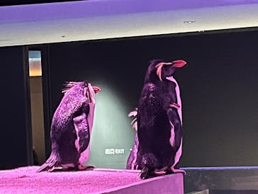 AOAO SAPPOROに投稿された画像（2025/12/18）