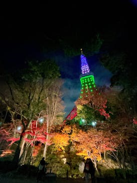 東京タワーに投稿された画像（2025/12/18）