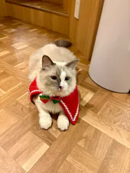 猫カフェモカ　吉祥寺店に投稿された画像（2025/12/18）