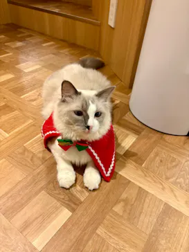 猫カフェモカ　吉祥寺店に投稿された画像（2025/12/18）