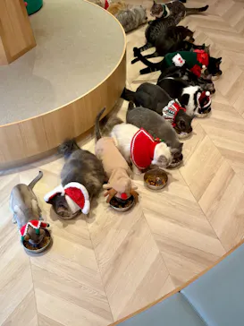 猫カフェモカ　吉祥寺店に投稿された画像（2025/12/18）