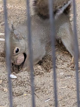 恩賜上野動物園に投稿された画像（2025/12/18）