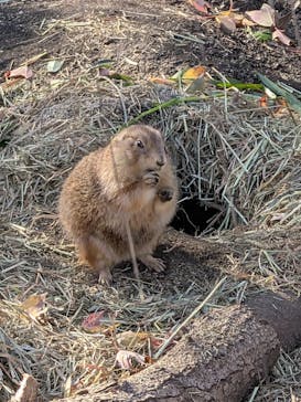 恩賜上野動物園に投稿された画像（2025/12/18）