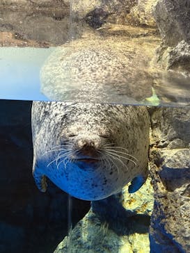 マクセル アクアパーク品川に投稿された画像（2025/12/18）