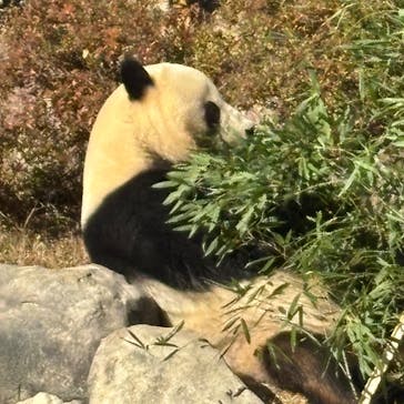 恩賜上野動物園に投稿された画像（2025/12/19）