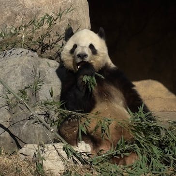 恩賜上野動物園に投稿された画像（2025/12/19）