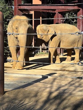 恩賜上野動物園に投稿された画像（2025/12/19）