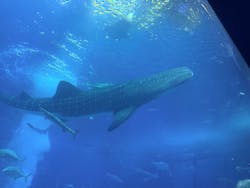 沖縄美ら海水族館に投稿された画像（2025/12/19）