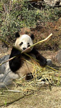 恩賜上野動物園に投稿された画像（2025/12/19）