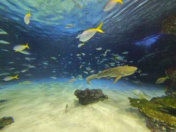 サンシャイン水族館に投稿された画像（2025/12/19）